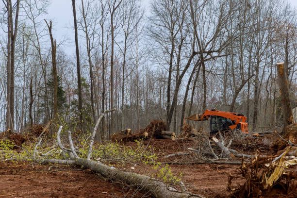 Best Tree and Shrub Care  in Old Orchard, PA