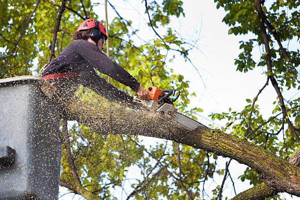 Old Orchard, PA Tree Services Company